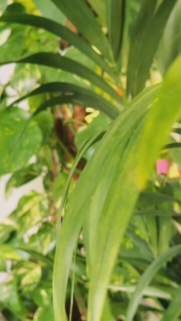 Every leaf tells a story 🌱✨
Step into Alia Flowers and explore our lush plant collection—green treasures waiting to brighten your home 🪴💚. Discover the full selection on our website and let nature bloom in your space today! 🌿🏡
#aliaflowers #aliaflowersbahrain #aliaflowersksa #PlantLovers #PlantAddict #IndoorPlants #PlantStyling #InstaPlants #GreensOfInstagram #FreshLeaves #LeafLovers #GreenVibesOnly #BotanicalVibes #NatureInHome 🌸🦋