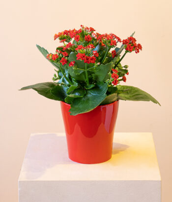 Kalanchoe