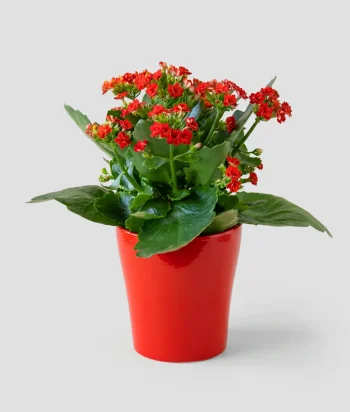 Kalanchoe