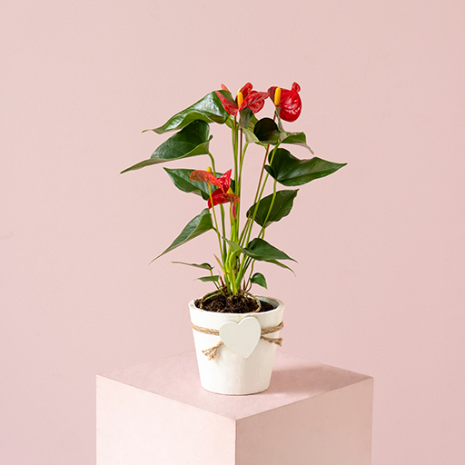 Plants