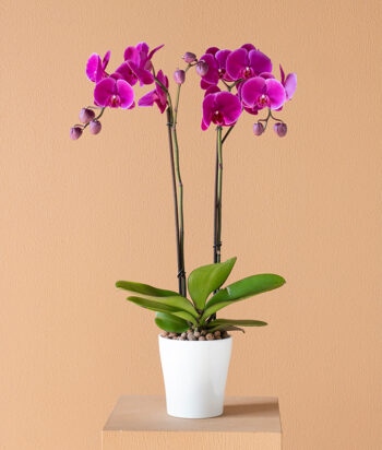 Royal Violet