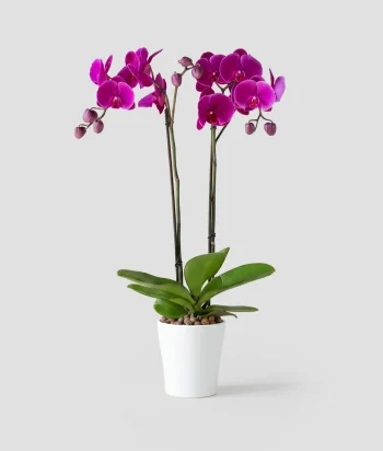 Royal Violet