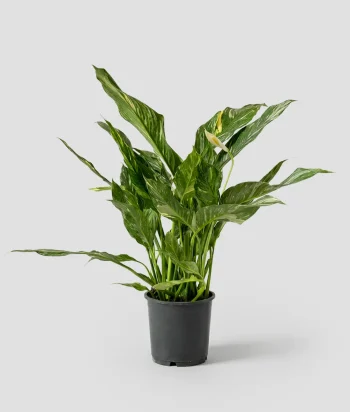 Spathiphyllum Bingo Cupido