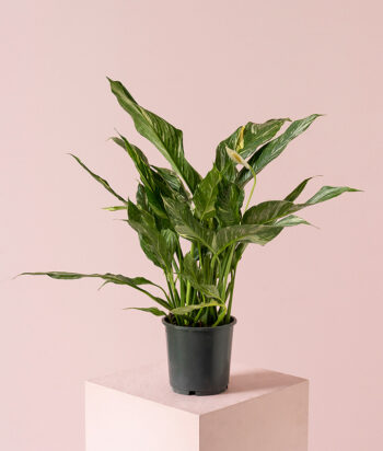 Spathiphyllum Bingo Cupido