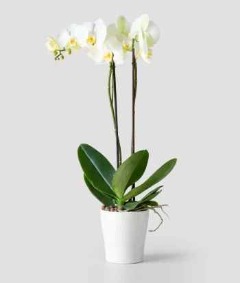 White Grace