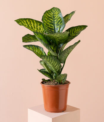 Dieffenbachia Maroba