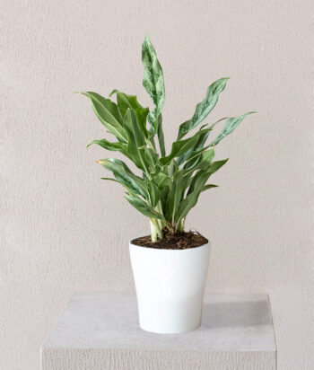 Aglaonema Maria
