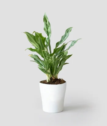 Aglaonema Maria