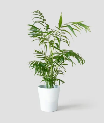Chamaedorea