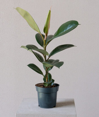 Ficus Melany