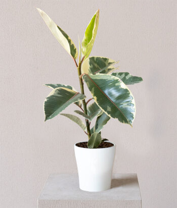 Ficus Tineke