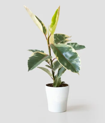 Ficus Tineke
