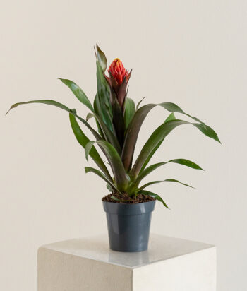 Guzmania Punta