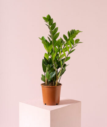 Zamioculcas Zamiifolia