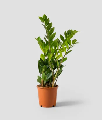 Zamioculcas Zamiifolia
