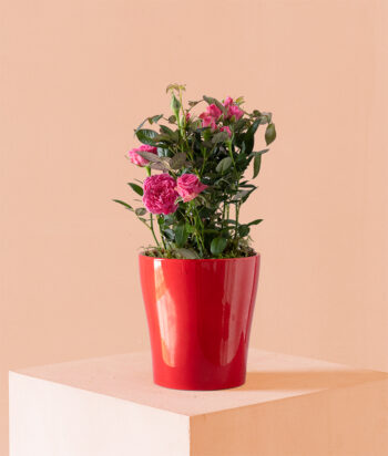 Blooming Love