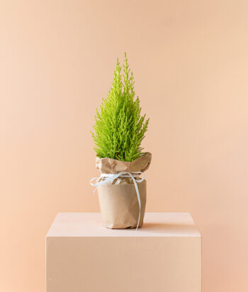 Cupressus Plants