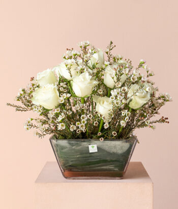 Ivory Bliss