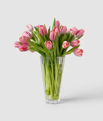 Blushing Tulips