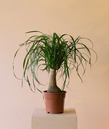 Nolina Beaucarnea Recurvat