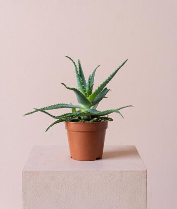 Aloe Arborescens