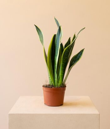 Sansevieria Futura Superba
