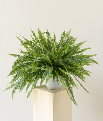 Nephrolepis Sonata