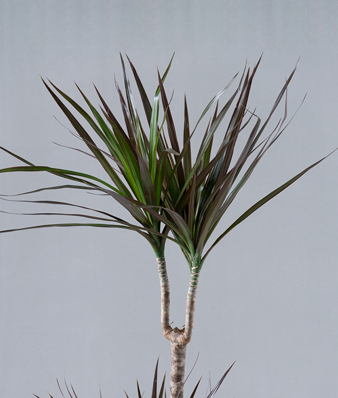 Magenta Majesty - Image 2