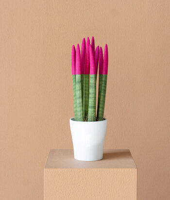 Sansevieria Cylindrica