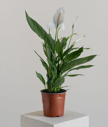 Spathiphyllum Sweet Rocco