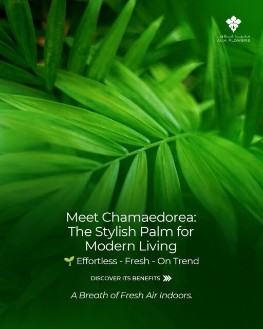 Meet the Chamaedorea 🌿✨

Looking to refresh your home or workspace? Discover why the stylish Parlor Palm is a must-have:
✔️ Air-purifying & pet friendly 🐾
✔️ Compact yet lush for every space
✔️ Low-maintenance, long-lasting beauty

From classic Parlor Palms to unique varieties, our lush collection is ready to bring tropical vibes to you!
Shop now at aliaflowers.com 🚚
Fresh plants. Easy delivery. Instantly brighter spaces.

#AliaFlowers #Chamaedorea #ParlorPalm #GreenLiving #HomeDecor #PlantParent #PlantLovers #FreshSpaces #AirPurifyingPlants #UrbanJungle #Bahrain #ksa