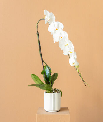 Formidablo Orchid