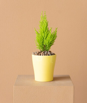 Cupressus Plant
