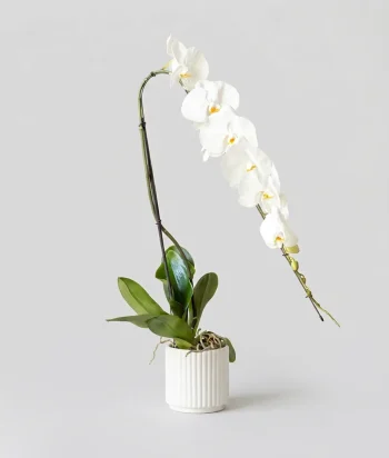 Formidablo Orchid