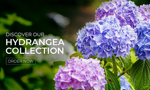 Hydrangea mobile banner