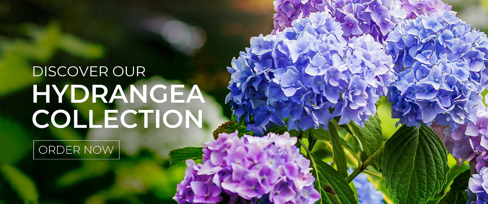 Hydrangea website