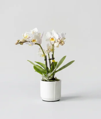 Trio Splendor