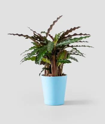 Calathea Ripple