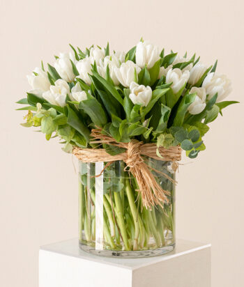 Tulip Serenity