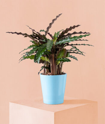 Calathea Ripple