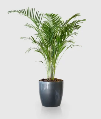 Areca Palm