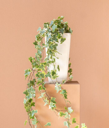 English Ivy
