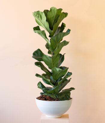 Ficus Lyrata