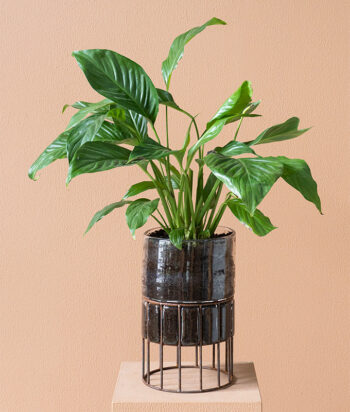 Peace Lily