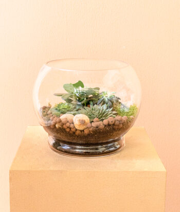 Tranquil Terrarium