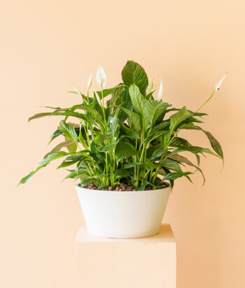 Spathiphyllum Charm