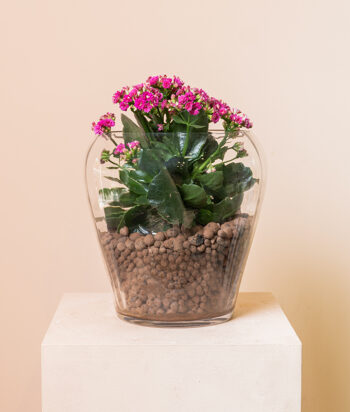 Kalanchoe Terrarium