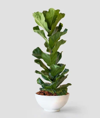 Ficus Lyrata