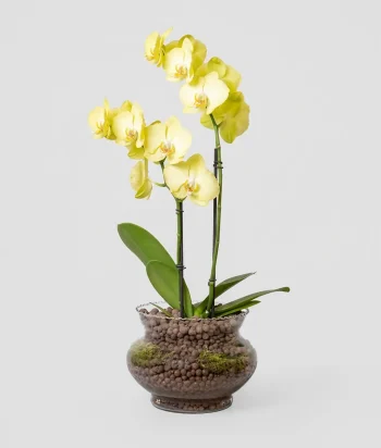 Golden Bloom