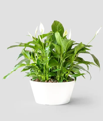 Spathiphyllum Charm